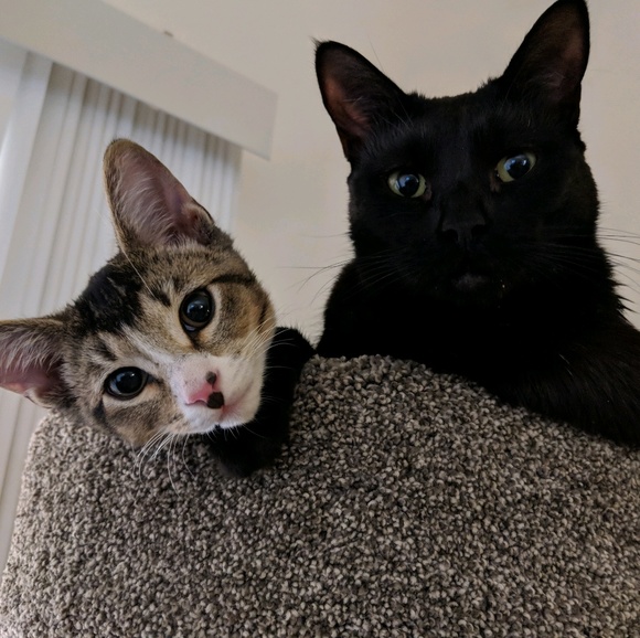 Meet your Posher, Alex - Picture 1 of 1